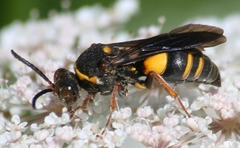 Nysson plagiatus