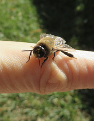 Apis mellifera