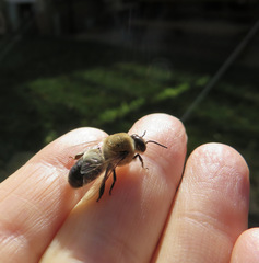 Apis mellifera