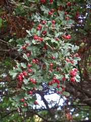 Crataegus