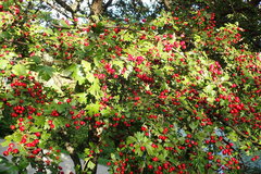 Crataegus