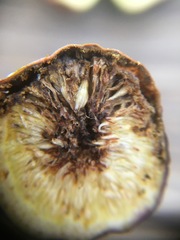 Silba adipata