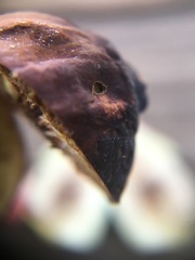 Silba adipata