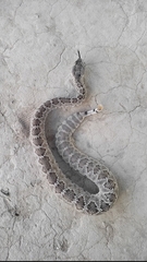 Crotalus scutulatus