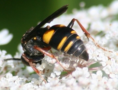 Nysson plagiatus