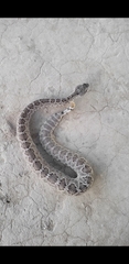 Crotalus scutulatus