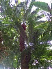 Cycas circinalis