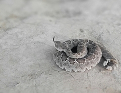 Crotalus scutulatus