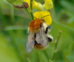 Bombus humilis