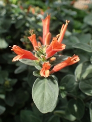 Dicliptera suberecta