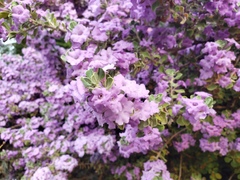 Leucophyllum candidum