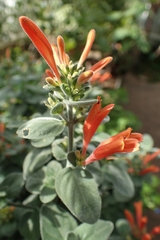 Dicliptera suberecta