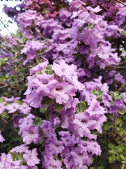 Leucophyllum candidum