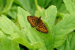 Boloria titania