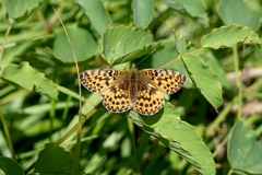 Boloria titania