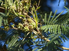 Dasineura rubiformis
