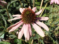 Echinacea purpurea