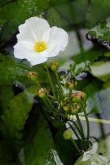 Echinodorus uruguayensis
