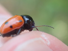 Cryptocephalus trimaculatus