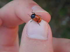 Cryptocephalus trimaculatus
