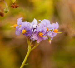 Solanum pinnatum