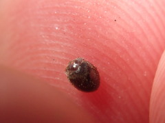 Rhyzobius lophanthae