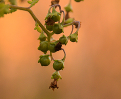 Solanum pinnatum