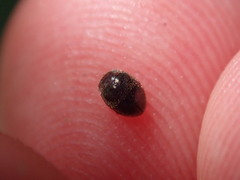 Rhyzobius lophanthae