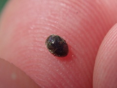 Rhyzobius lophanthae