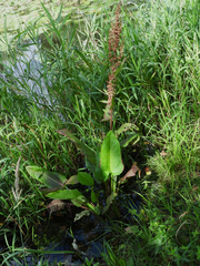 Rumex aquaticus