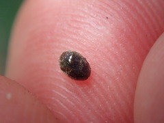 Rhyzobius lophanthae