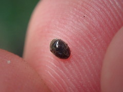 Rhyzobius lophanthae