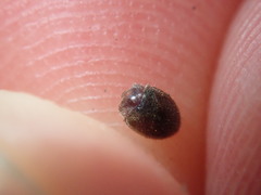 Rhyzobius lophanthae