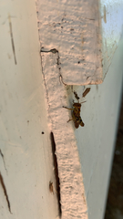 Melanoplus punctulatus