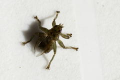 Stenepteryx hirundinis