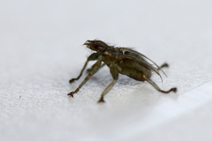 Stenepteryx hirundinis