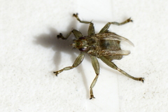 Stenepteryx hirundinis