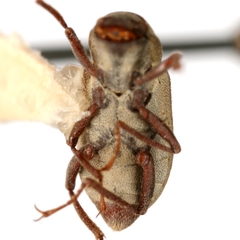 Helichus suturalis