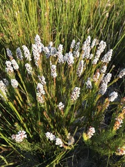 Spatalla mollis