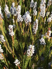 Spatalla mollis