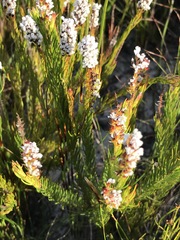 Spatalla mollis