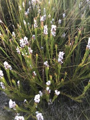 Spatalla mollis