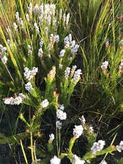 Spatalla mollis