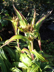 Gentiana tibetica