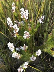 Spatalla mollis
