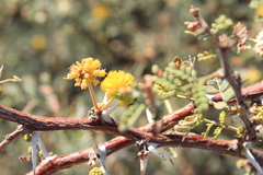 Vachellia pacensis