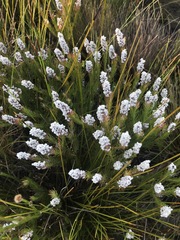 Spatalla mollis