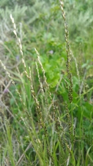 Melica imperfecta