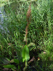 Rumex aquaticus