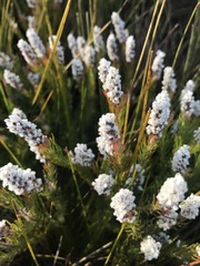Spatalla mollis